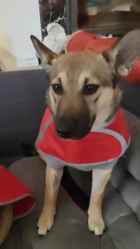 Mixed Breed dogs for adoption: ❤️TESSA – Soft and Gentle Puppy❤️ - Video 1