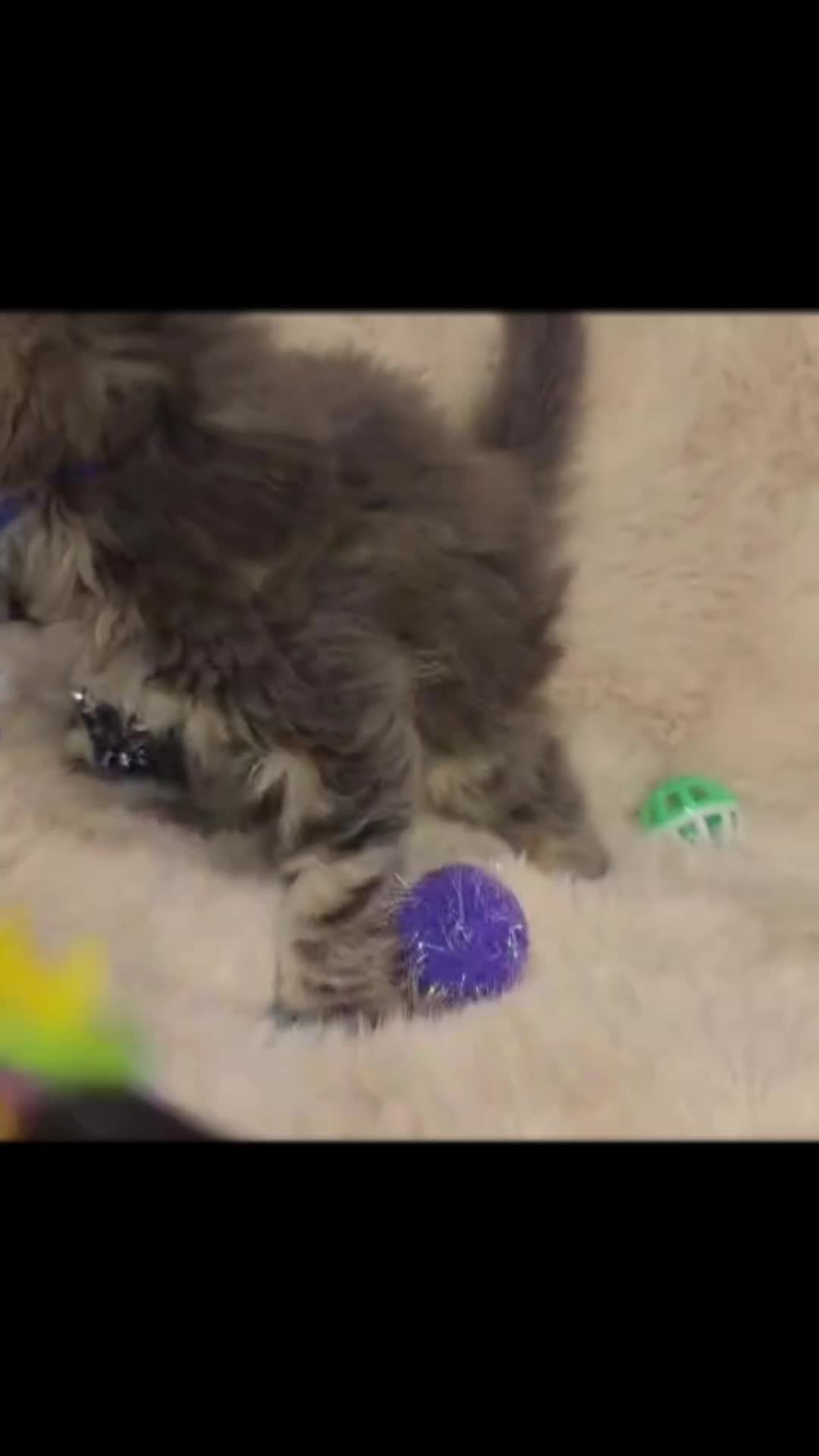 Maine Coon cats for sale: Gccf Maine Coon Kittens - Video 4