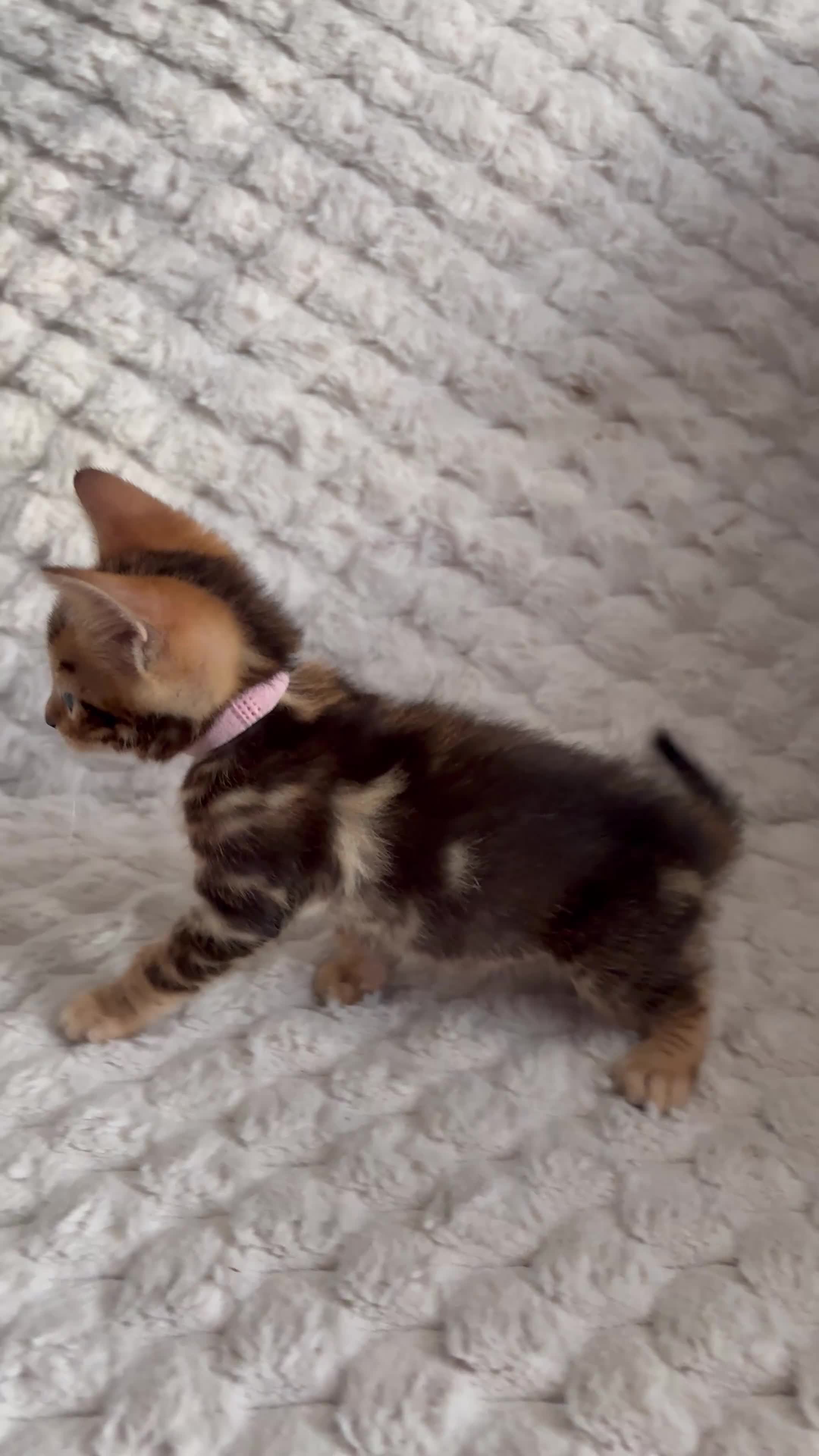 Bengal cats for sale: Bengal Tabby Mixed Breed Kittens - Video 2