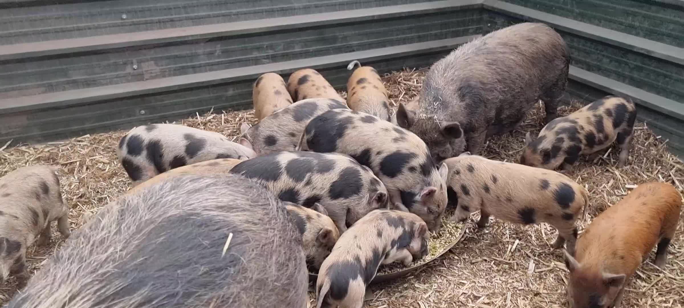 Pig livestock for sale: Minature Piglets - Video 3