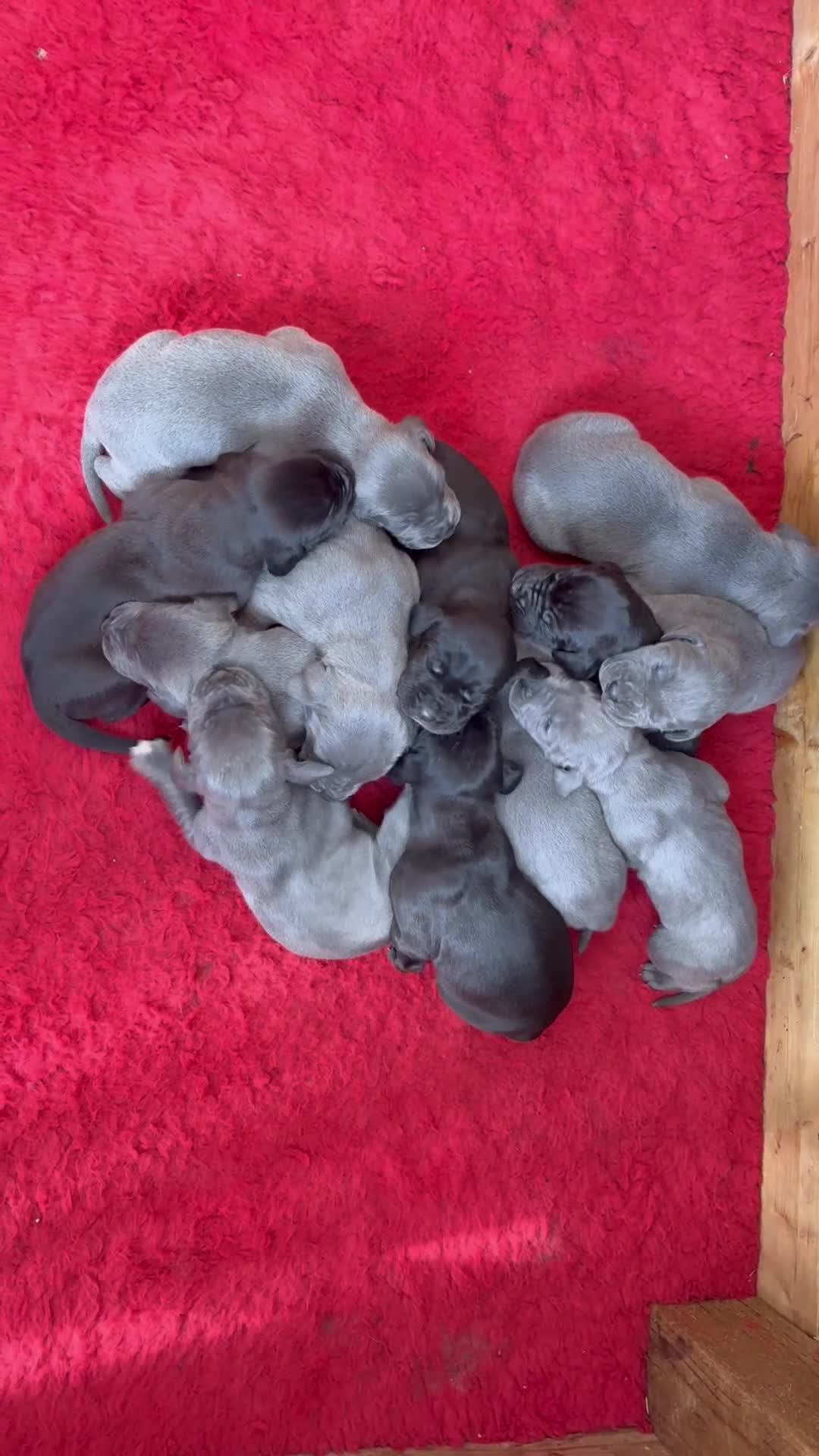 Great Dane dogs for sale: Pedigree registered blue and black Great Dane Pups - Video 1