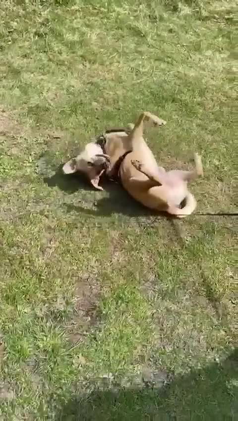 Mixed Breed dogs for adoption: Lovely Jack - Video 3