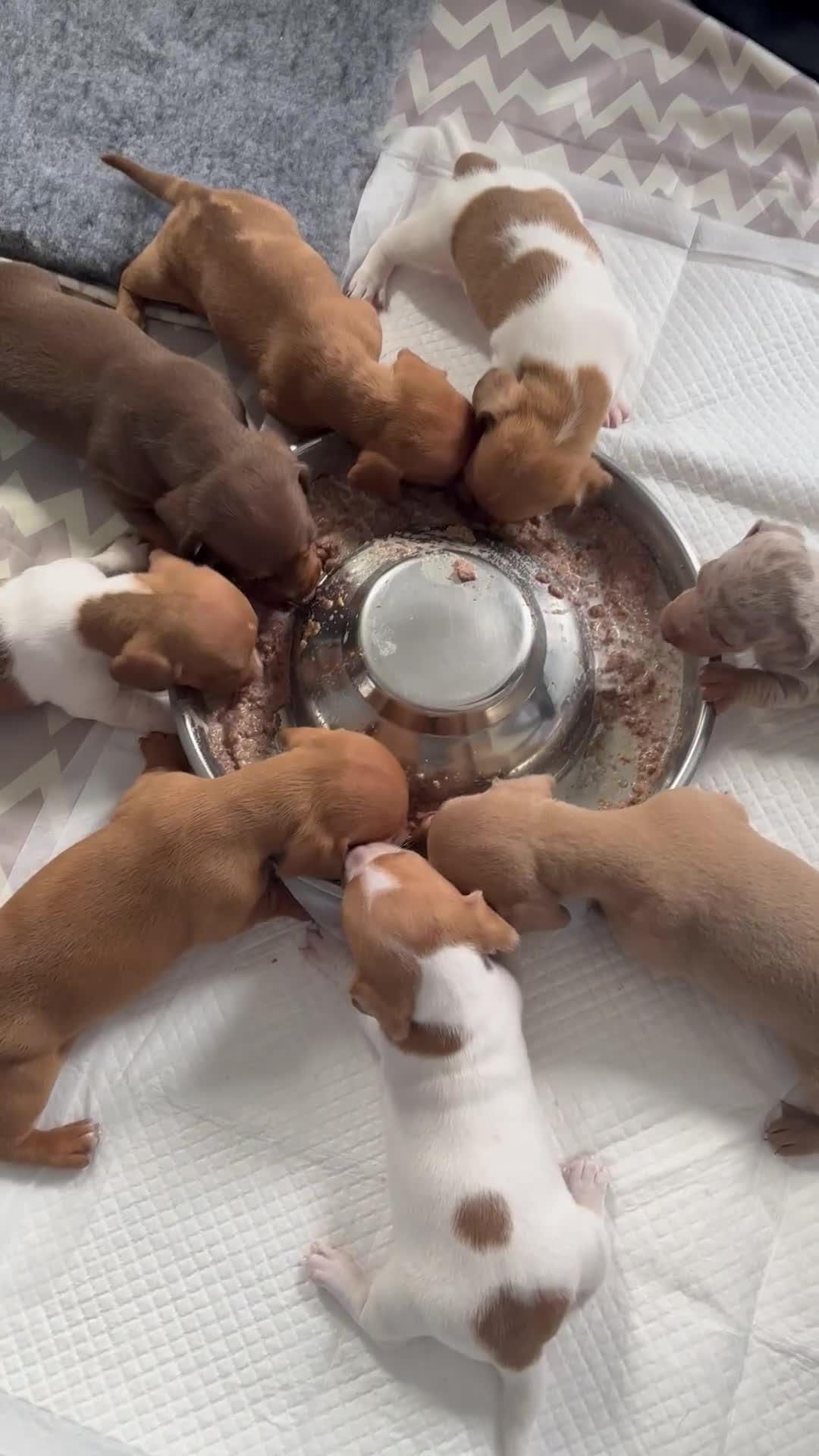 Miniature Dachshund dogs for sale: Stunning mini sausages  - Video 1