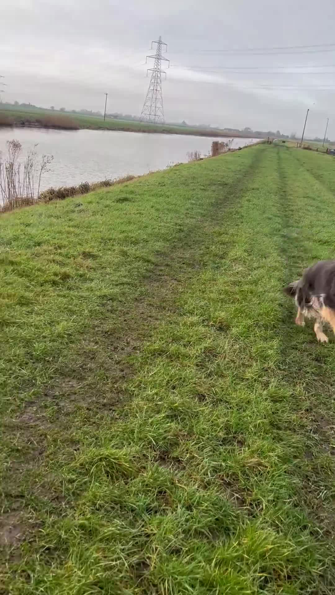 German Shepherd dogs for sale: Mia ~ Beautiful German shepherd  - Video 1