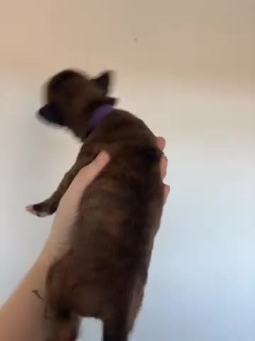 Boxer dogs for sale: 🌟Beautiful boxer puppies 🌟 - Video 3