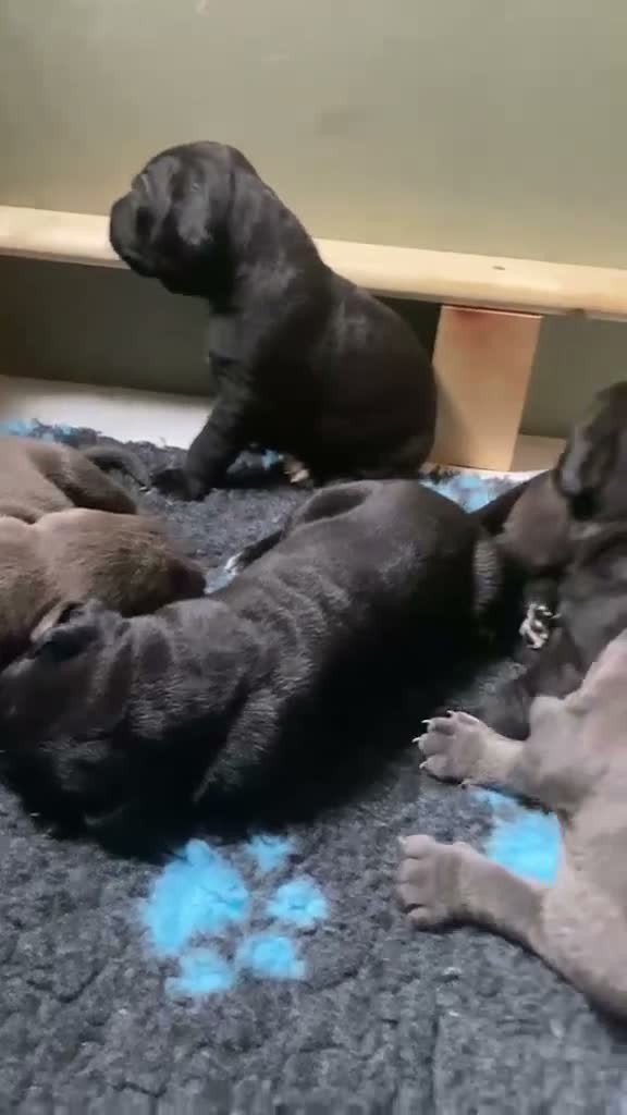 Cane Corso dogs for sale: Beautiful Cane corso for sell  - Video 2
