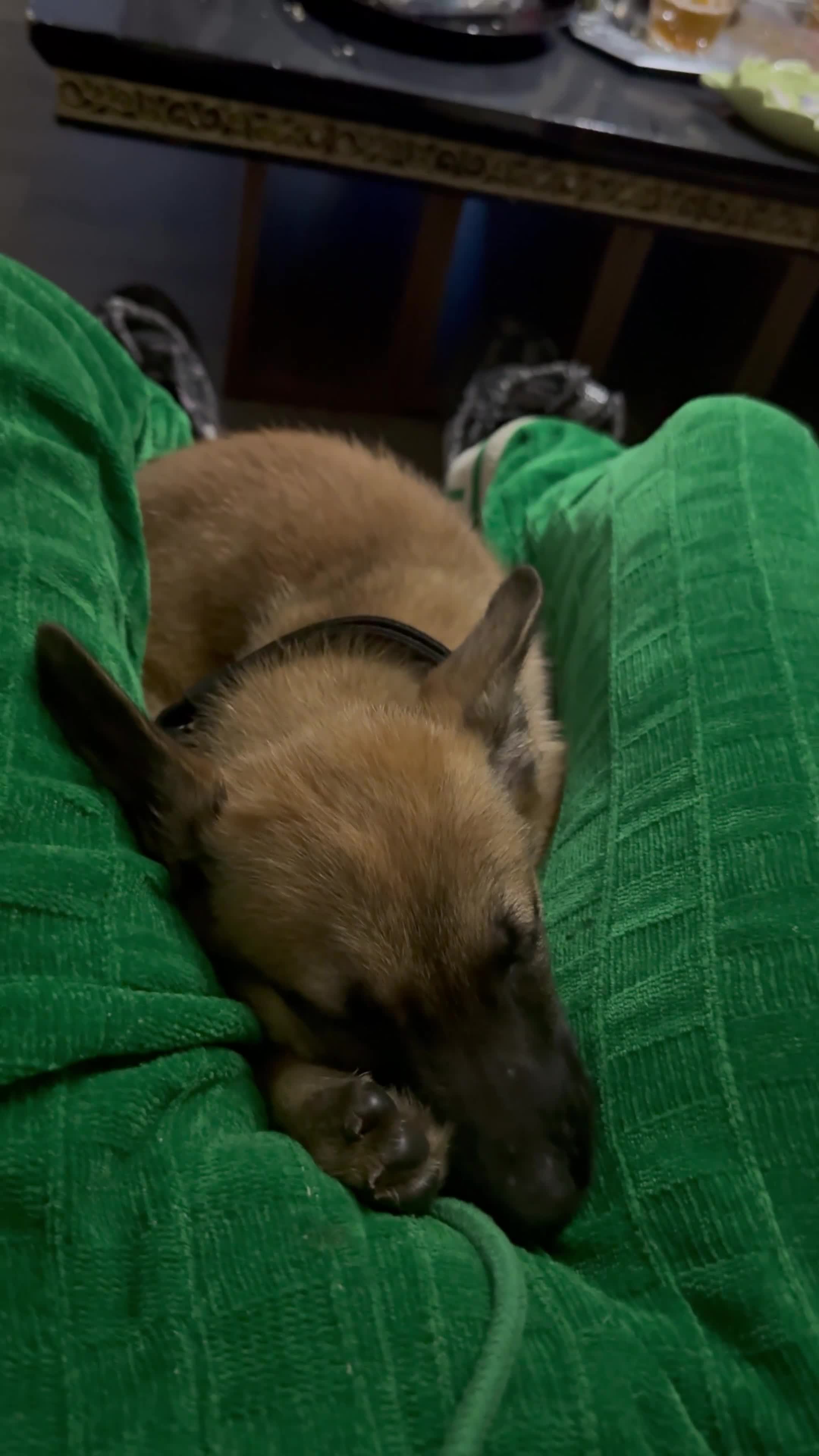 Belgian Shepherd Dog dogs for sale: Beautiful 8-Month-Old Belgian Malinois – “Cali” - Video 1