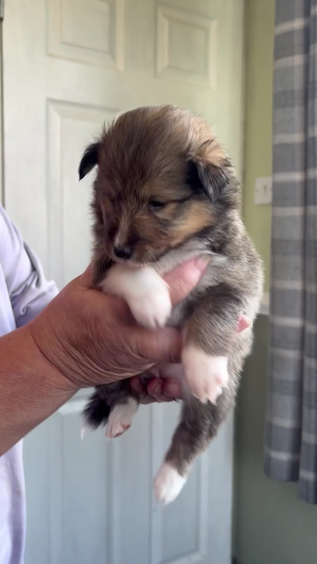 Shetland Sheepdog dogs for sale: Beautiful shaded sable puppies  - Video 1