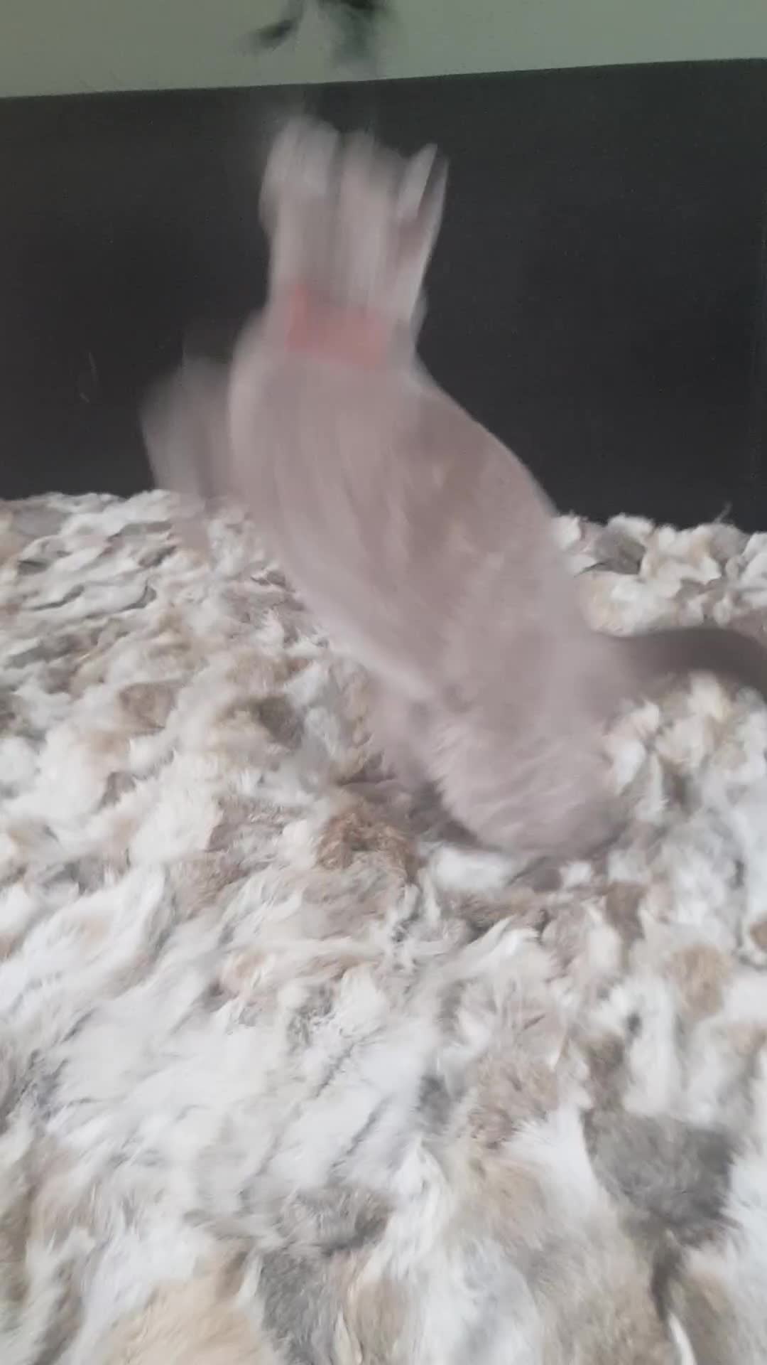 British Shorthair cats for sale: Championship BSH kittens ACTIVE   in Gainsborough - Video 2