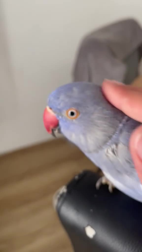 Ringnecks birds for sale: Indian Ringneck Parakeet. in Peterborough - Video 1
