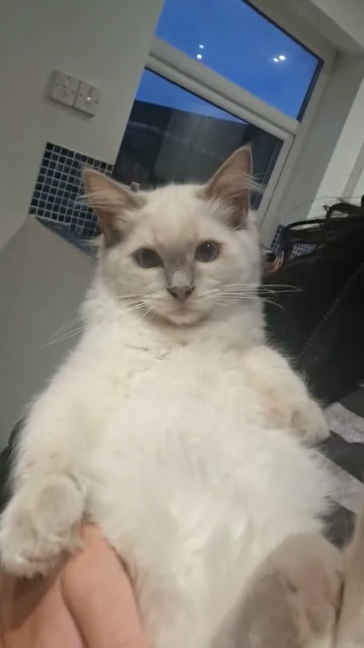 Ragdoll cats for sale: GCCF Lilac boy waiting for his forever home - Video 2