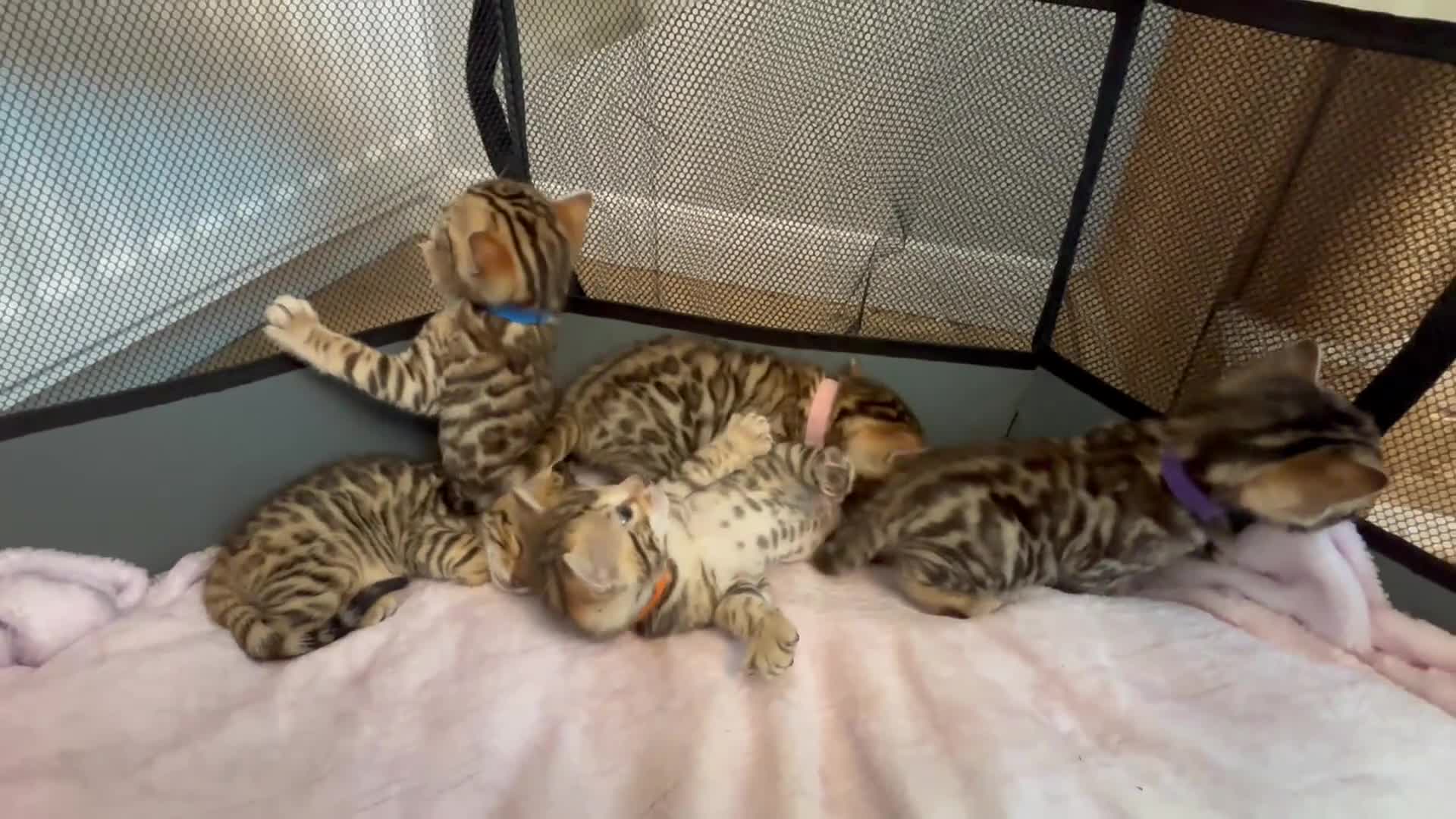 Bengal cats for sale: 🎬 Little Leopard Diaries | TICA Bengal Kittens 🌟 - Video 2