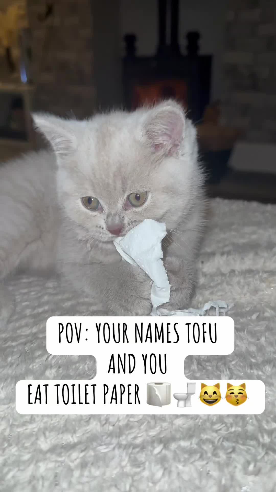 British Shorthair cats for sale: Champion Line British Shorthair Kittens - Video 3