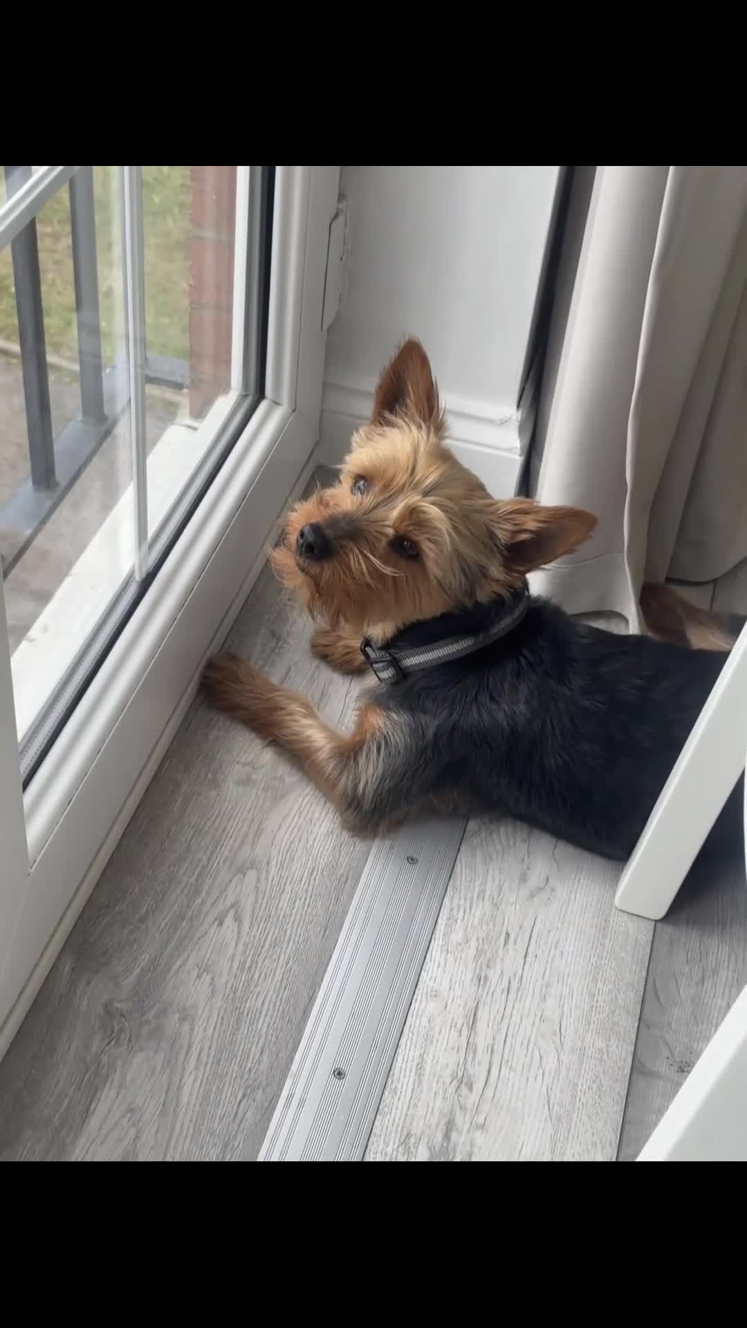 Yorkshire Terrier dogs for stud: Cute Yorkie Boy ready for stud - Video 1