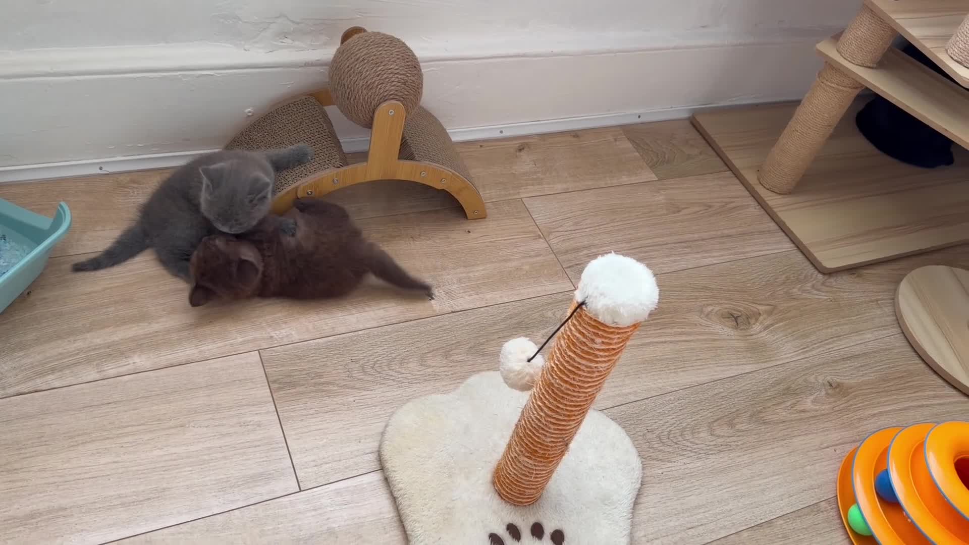 British Shorthair cats for sale: Beautiful British Shorthair - Video 1