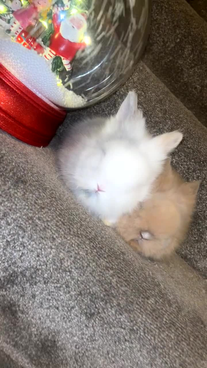 Lionhead rabbits for sale: Double maned lion heads  - Video 1