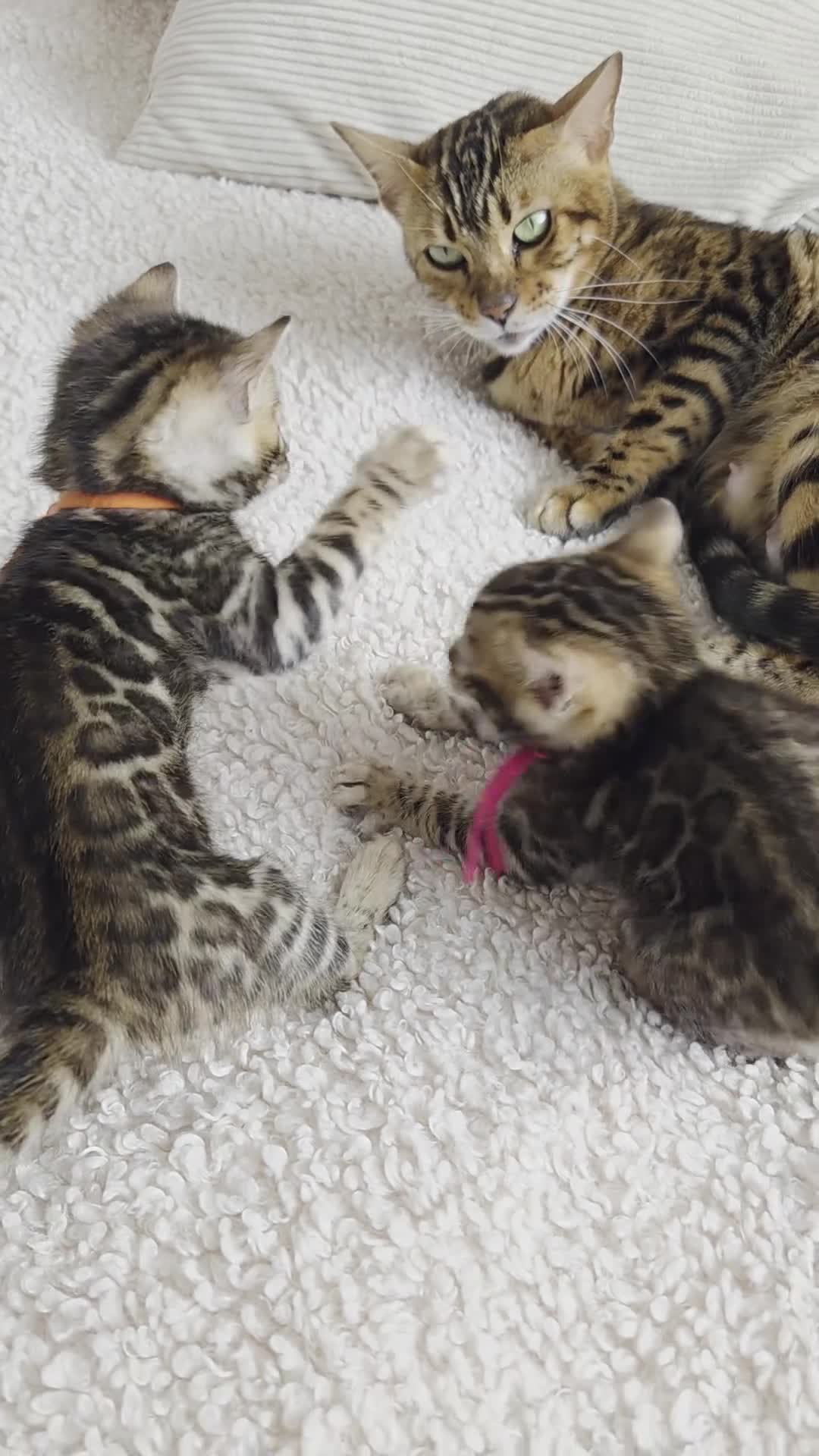 Bengal cats for sale: ⚜️Bengal kittens Tica registered ⚜️ - Video 4