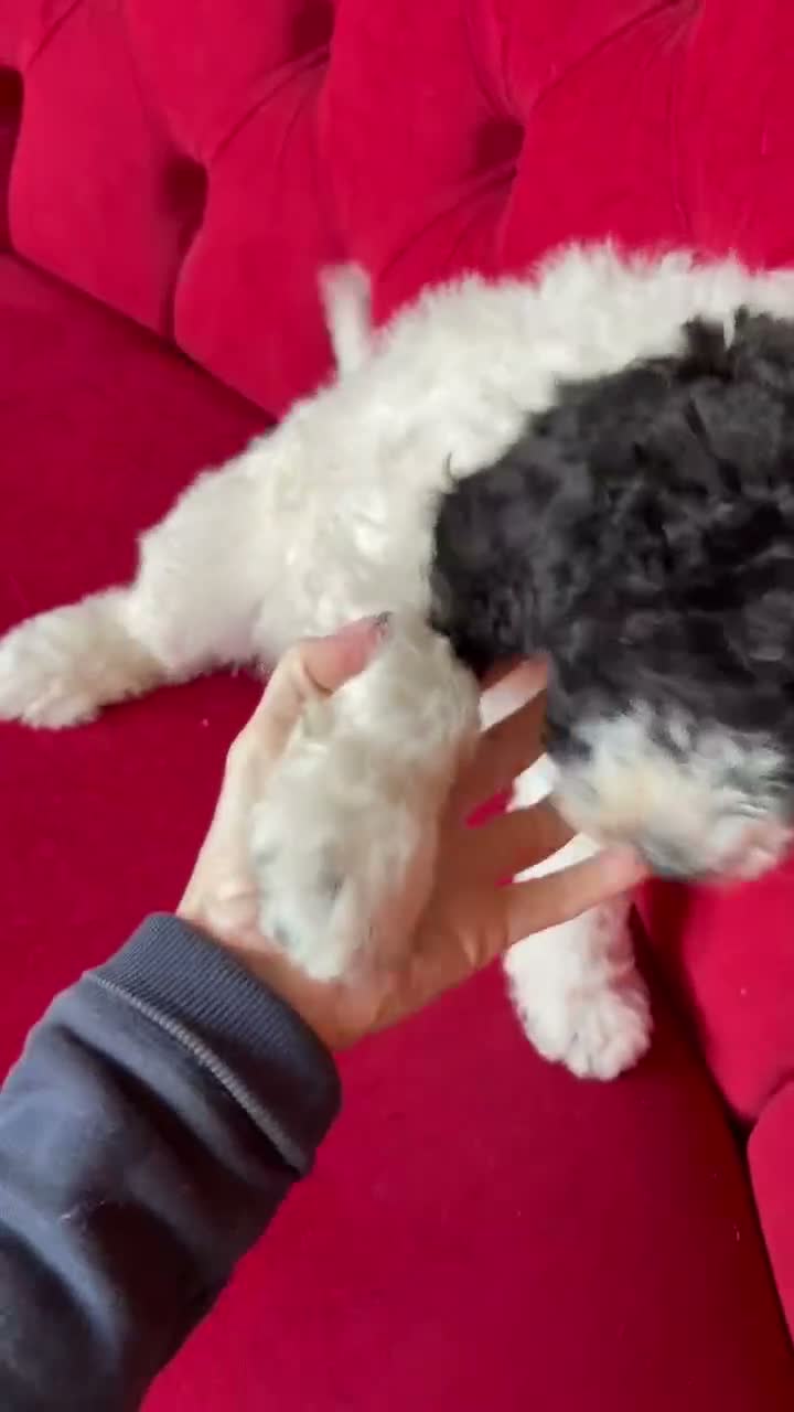 Sheepadoodle dogs for sale: Midi Sheepadoodle Girls READY NOW  - Video 1