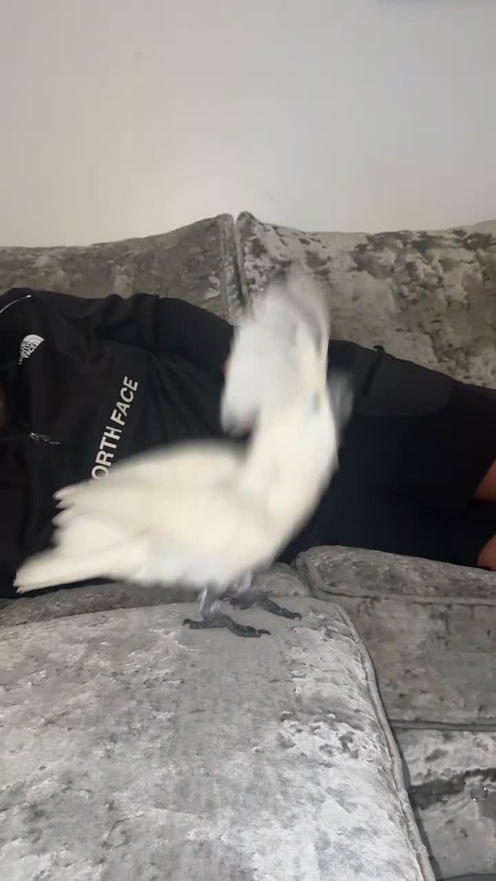 Cockatoo birds for sale: Umbrella cockatoo  - Video 4