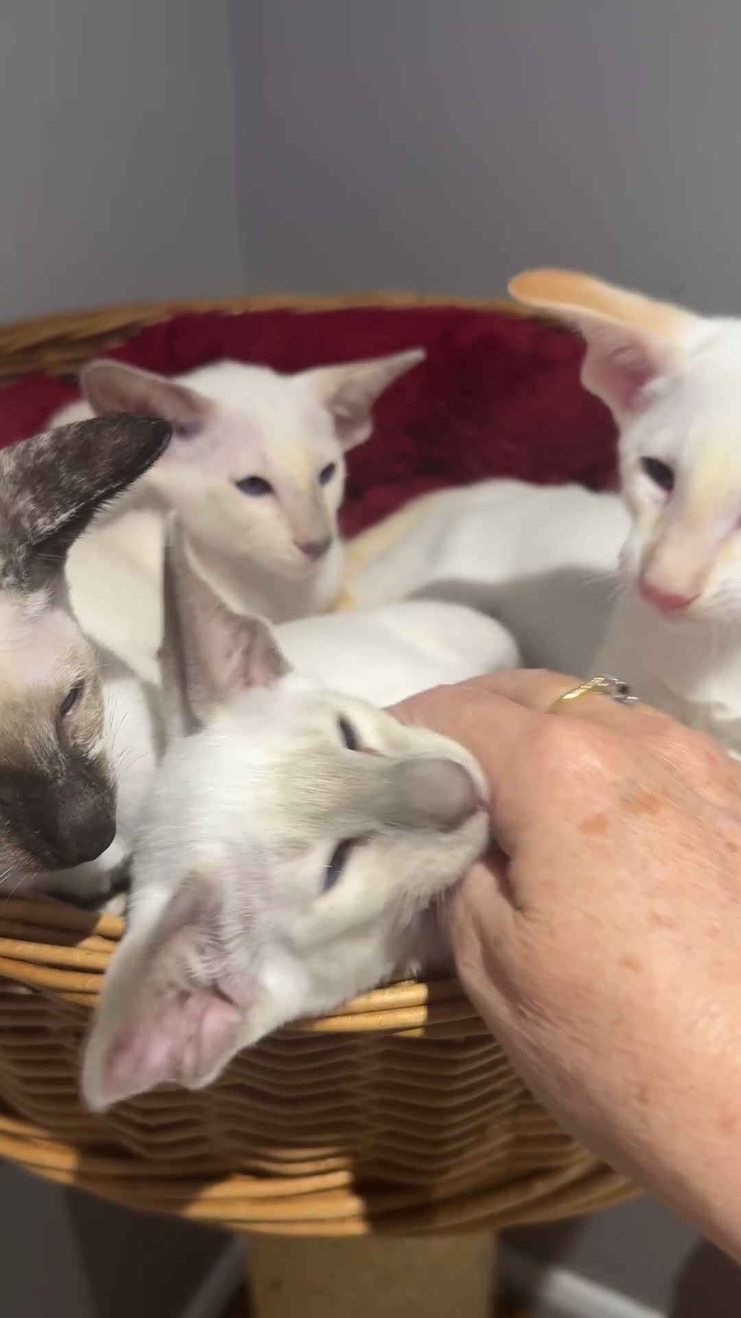 Siamese cats for sale:  Gccf registered Siamese’s  - Video 4