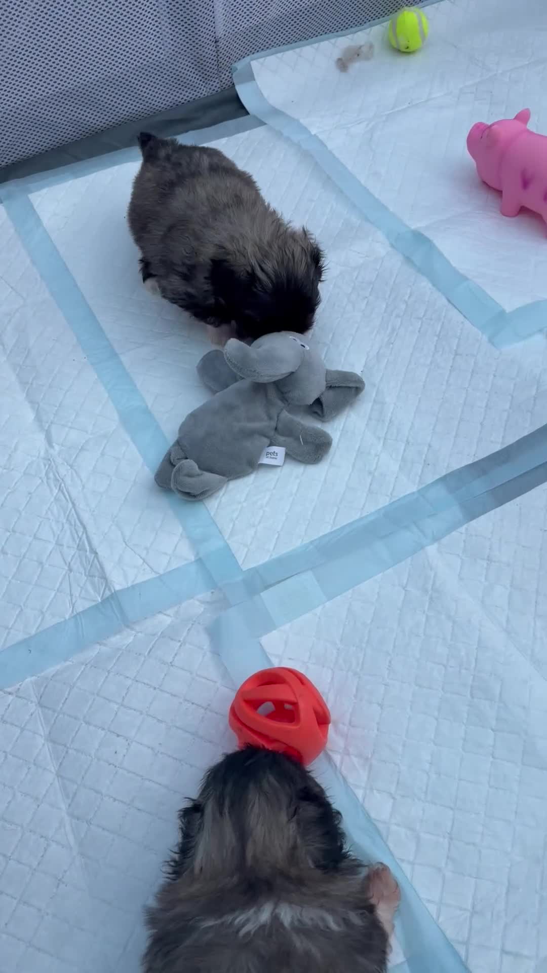 Pekingese dogs for sale: Kc Pekingnese boys available - Video 1