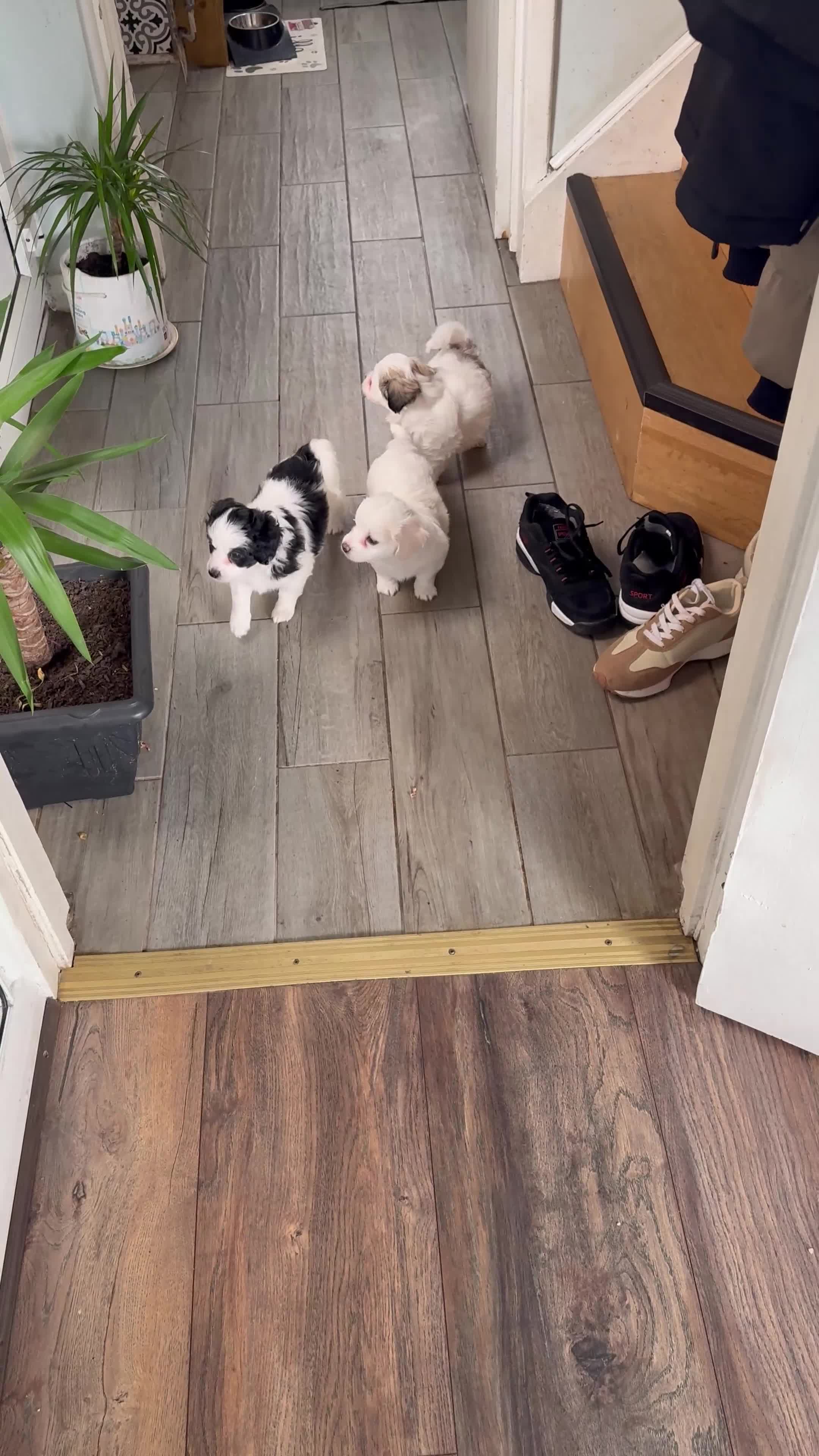 Mixed Breed dogs for sale: Bichon Maltese Puppies-2girls&1Boy Availabile - Video 2
