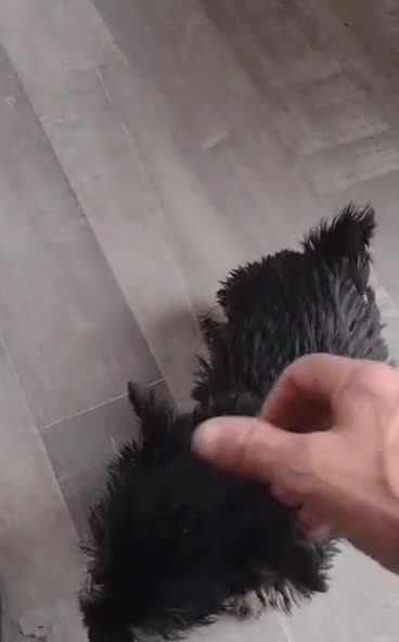 Mixed Breed dogs for sale: Hairy Jack russell for sale - Video 1