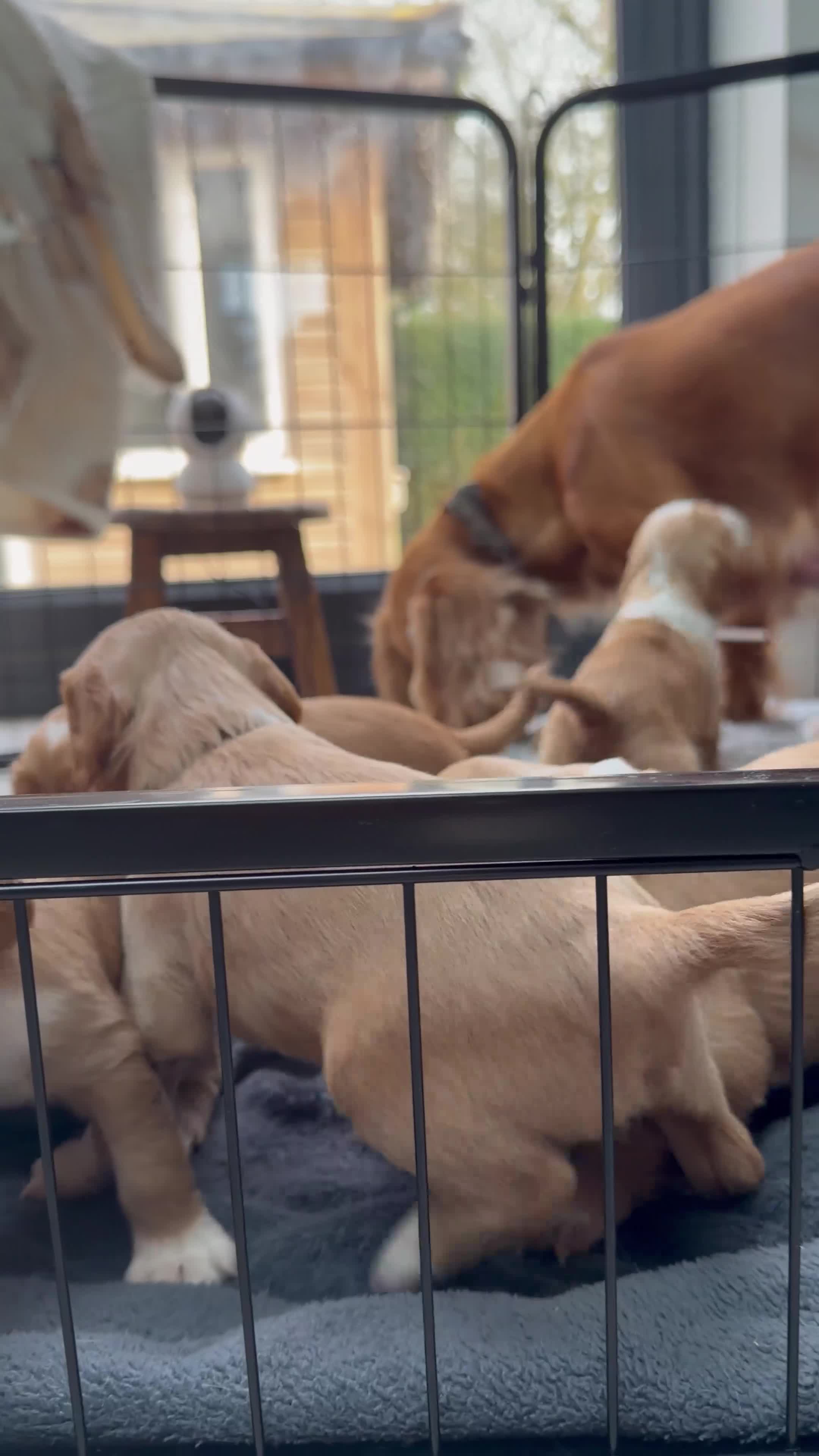 Mixed Breed dogs for sale: Working cocker spaniel puppies in Spalding - Video 1