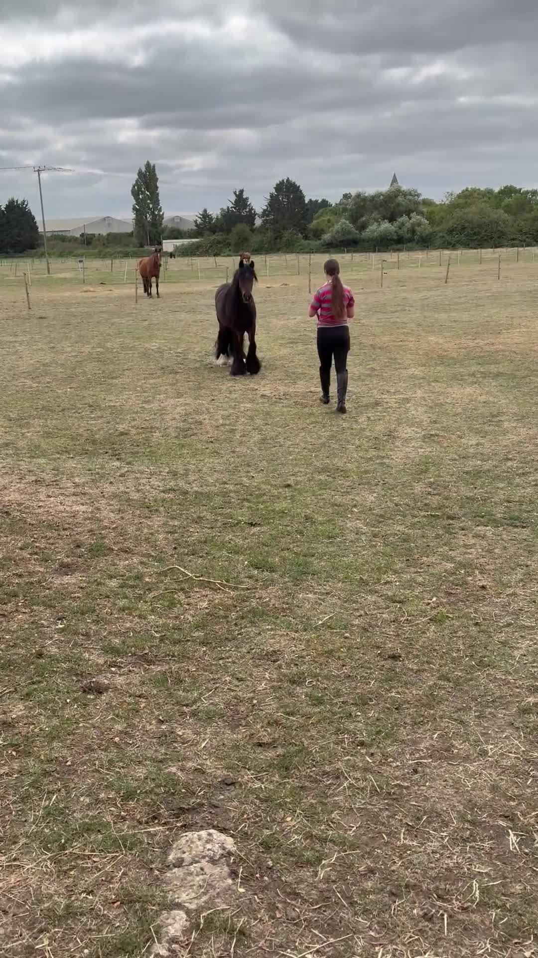 Irish Cob horses for sale: 3yr old cob gelding  - Video 1