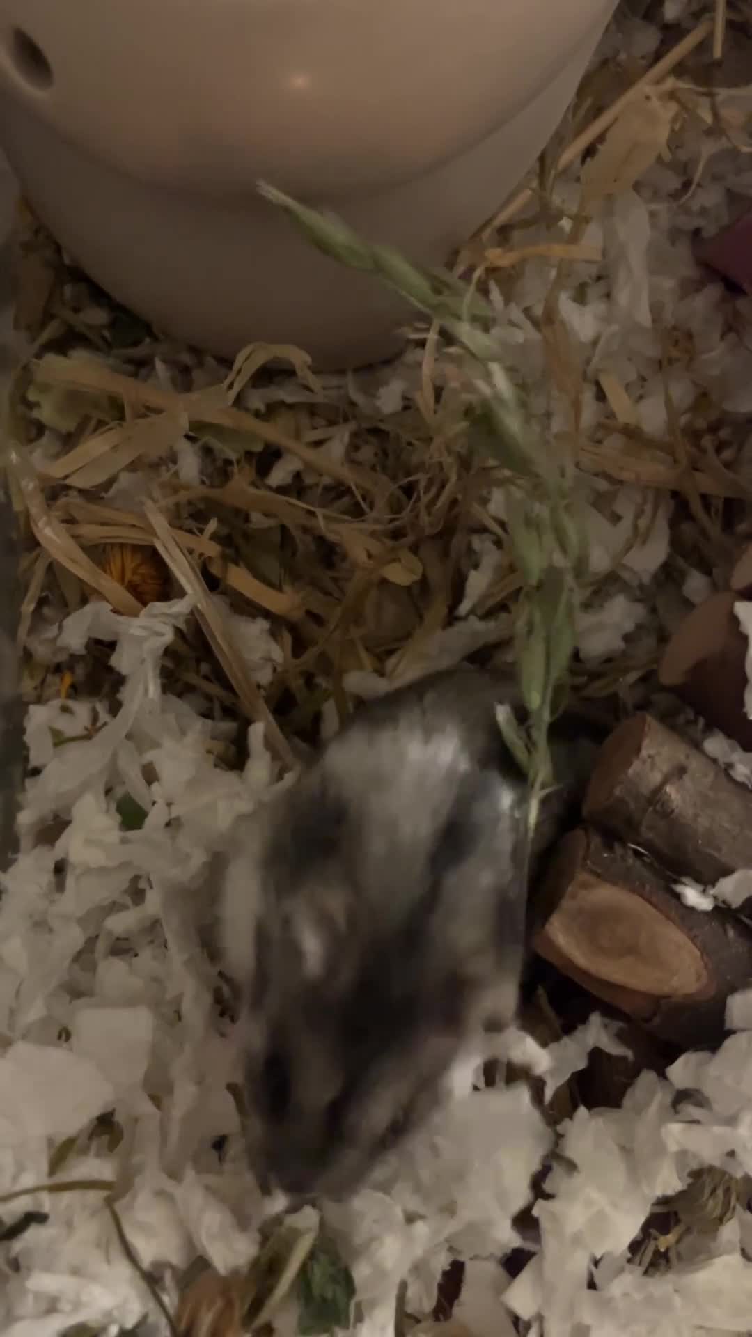 Hamster rodents for sale: RESERVED: Russian Dwarf - Video 1