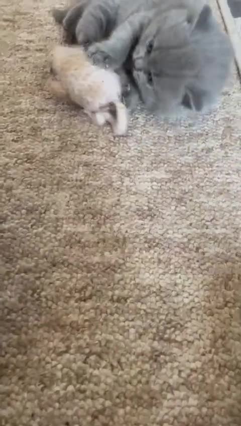 British Shorthair cats for sale: British Blue Shorthair Kittens - Video 1