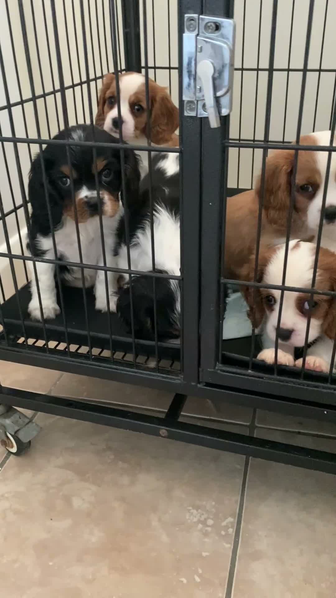 Cavalier King Charles Spaniel dogs for sale: ⭐️⭐️⭐️⭐️⭐️ King Charles cavalier puppy’s  - Video 1