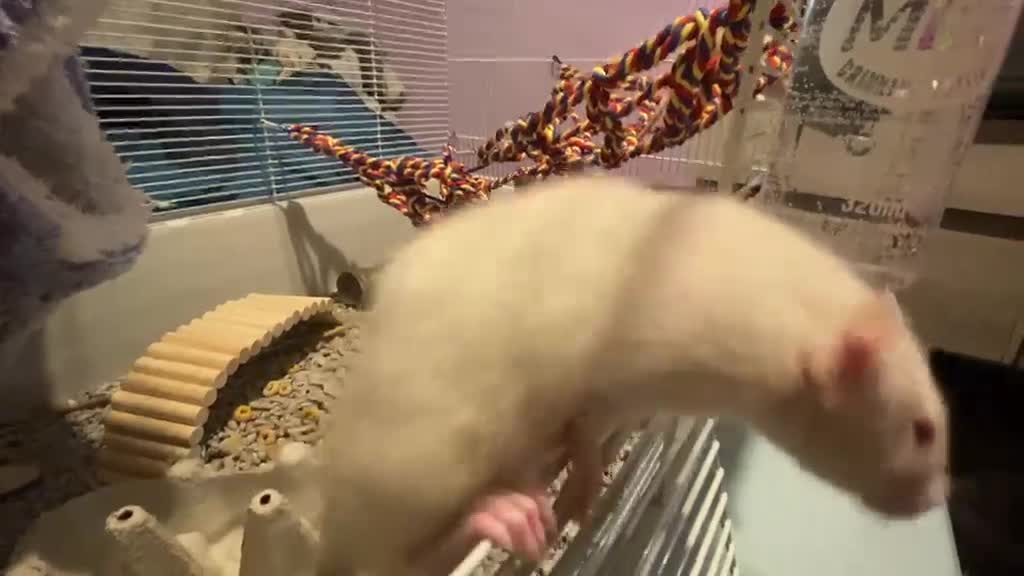 Rat rodents for sale: Dumbo Siamese Baby Rats Looking for Loving Homes  - Video 1