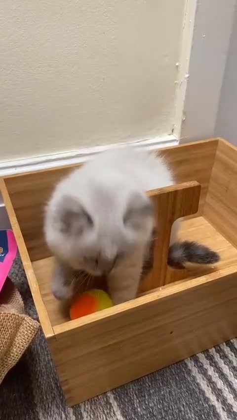 Mixed Breed cats for sale: Sukkar Sukkar Ragdoll x British short hair mix - Video 1