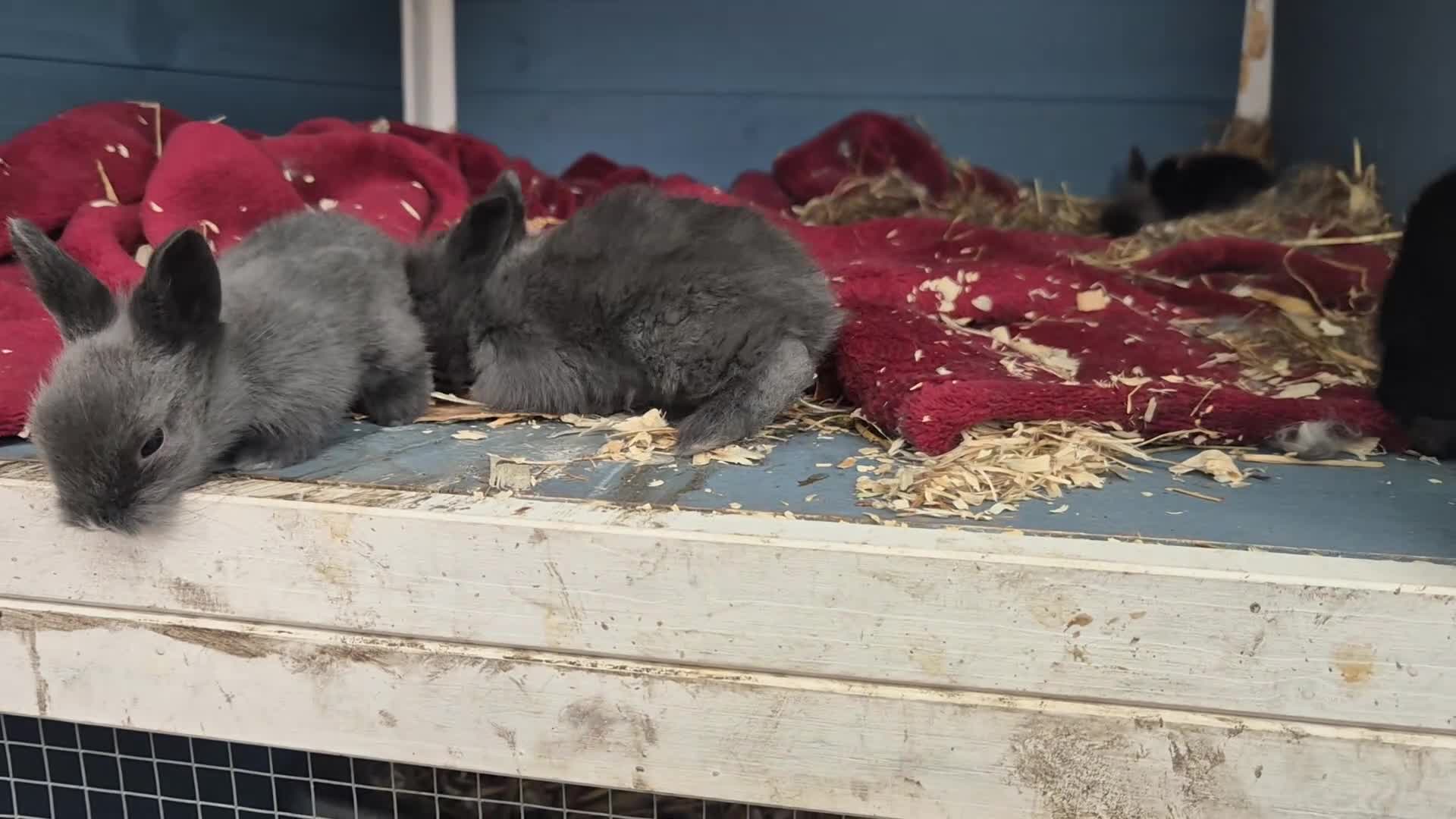 Lionhead rabbits for sale: Double Mane Lionhead Bunnies  - Video 1