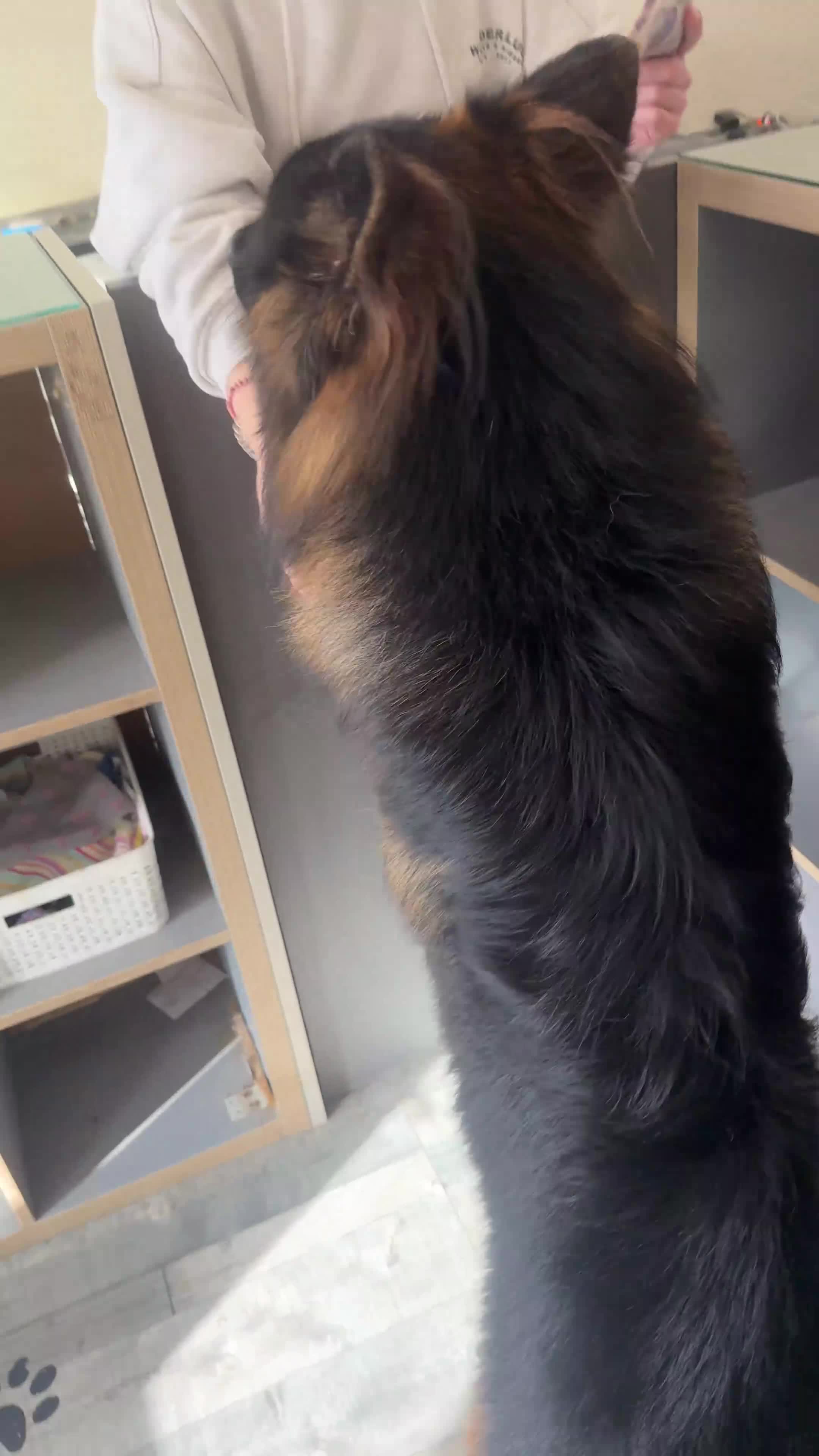 German Shepherd dogs for stud: Long Haired Black & Tan GSD Stud  - Video 5