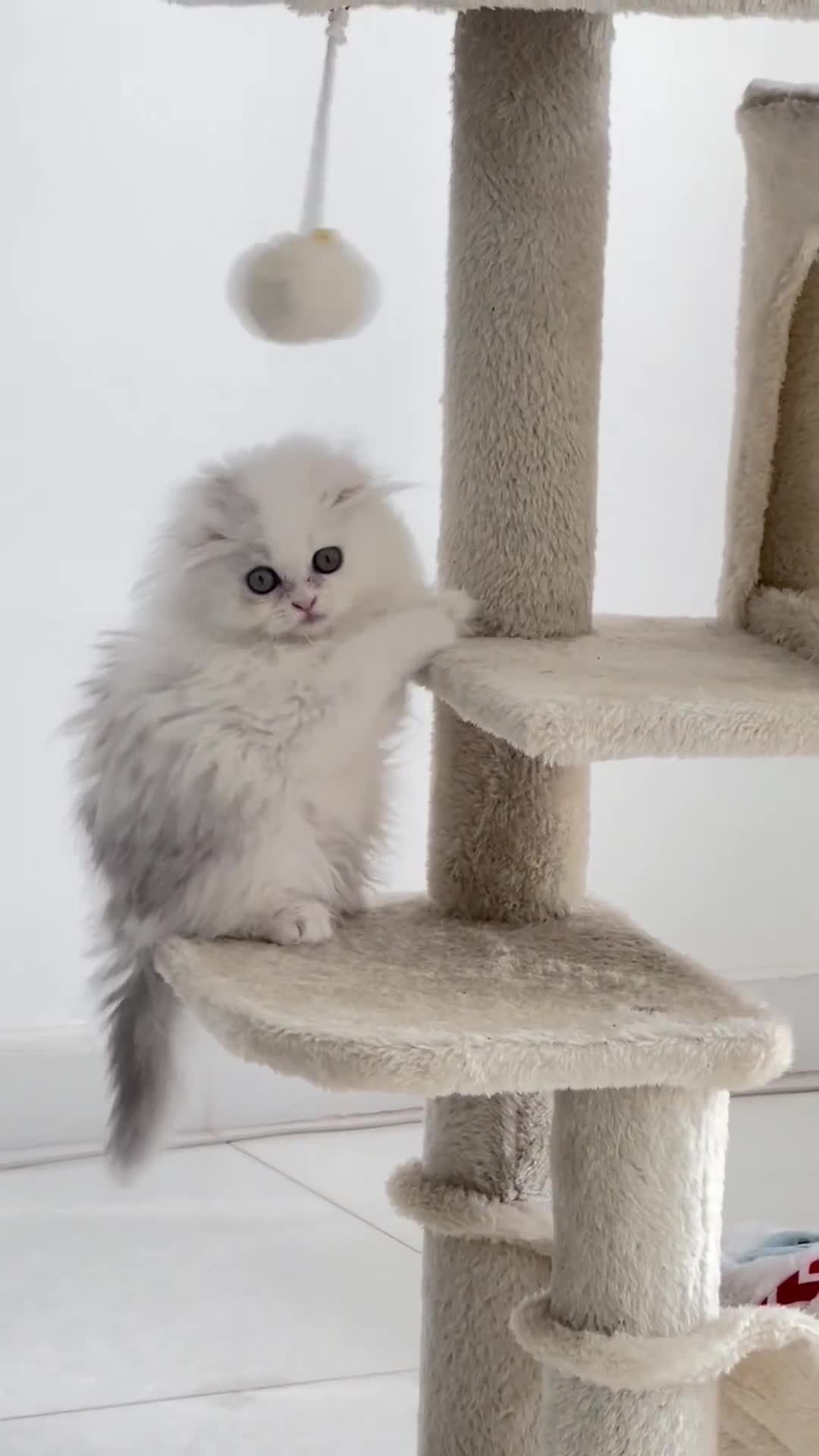 Persian cats for sale: Snow White Persian kitten  - Video 1