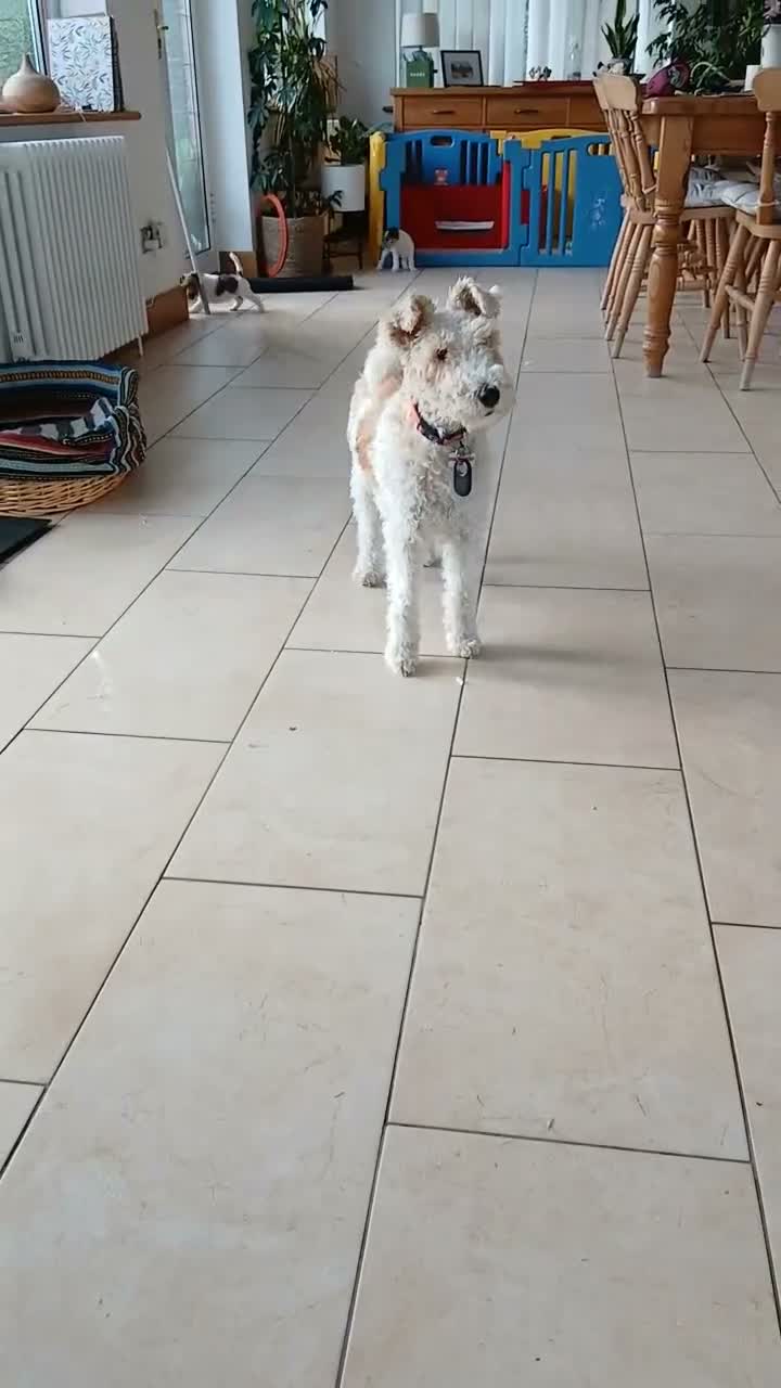 Fox Terrier dogs for sale: KC Wire haired fox terrier pups based in Kent - Video 5