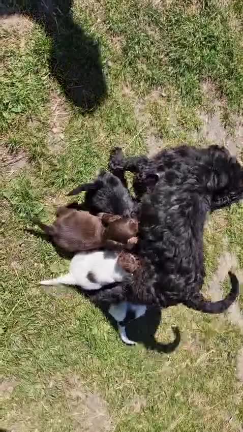 Cockapoo dogs for sale: 6 Beautiful little cockapoo pups ready to leavenow in Market Rasen - Video 1