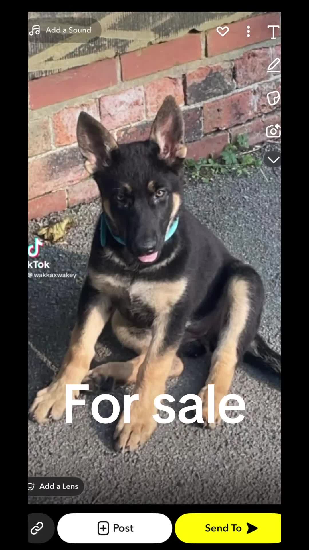 Mixed Breed birds for sale: German Shepherd - Video 1