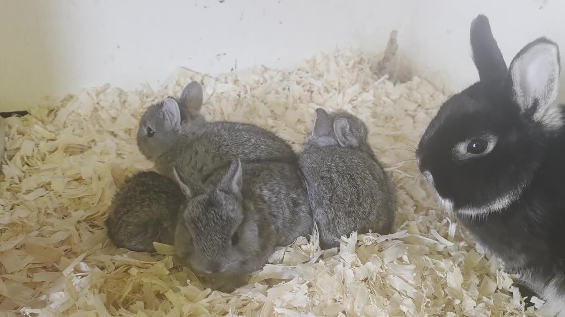 Mini Lop rabbits for sale: Mini rex mini lops and netherland dwarfs - Video 4