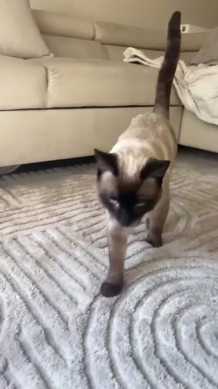 Siamese cats for sale: Siamese male cat - Video 1
