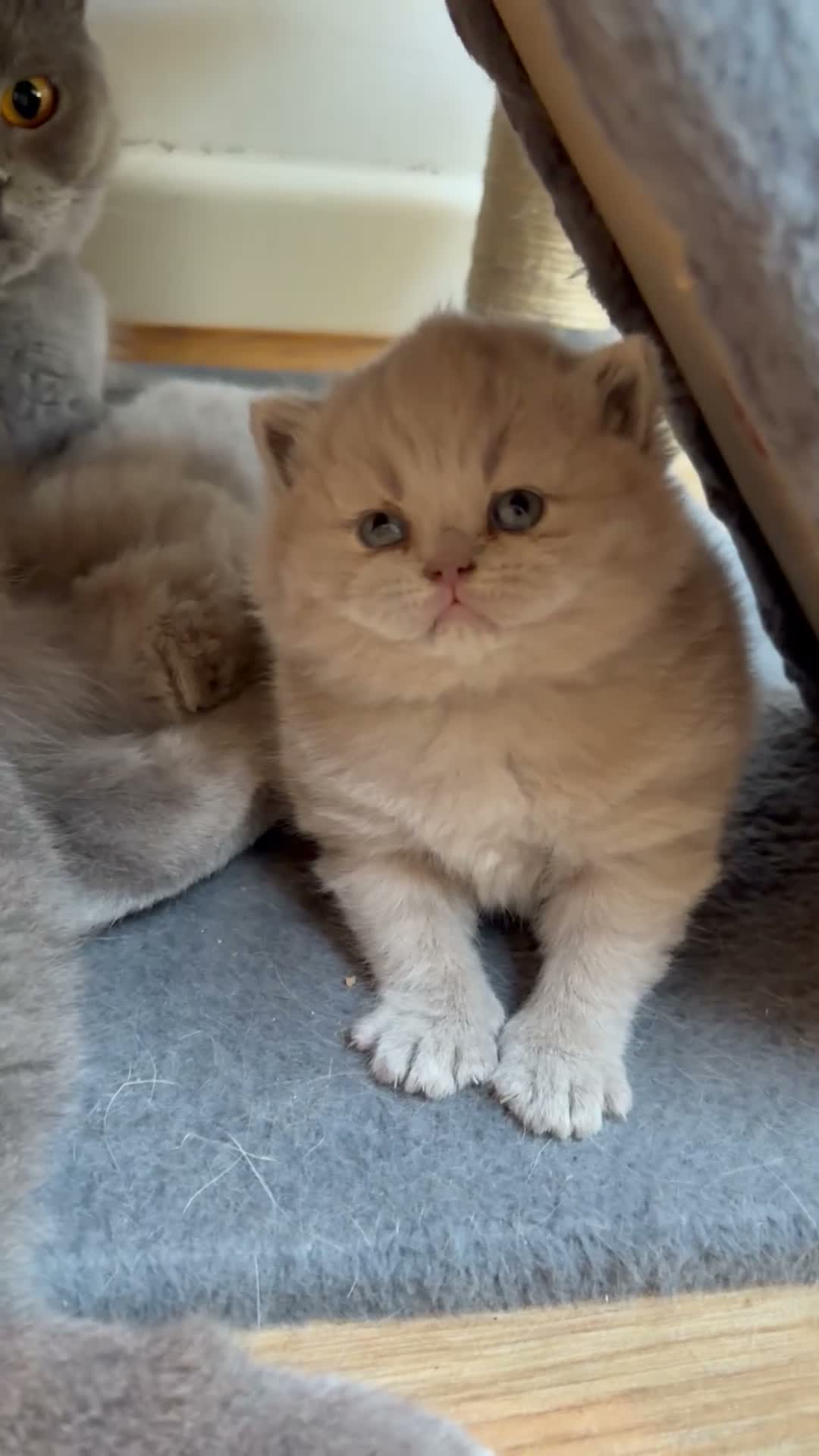 British Shorthair cats for sale: Fawn Pure Pedigree GCCF British Short Hair in Reading - Video 1