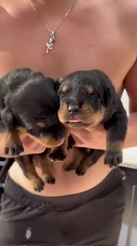 Rottweiler dogs for sale: Top quality KC Reg Rottweiler puppies  - Video 1