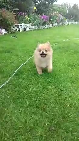 Pomeranian dogs for sale: Pom puppy for sale  - Video 2