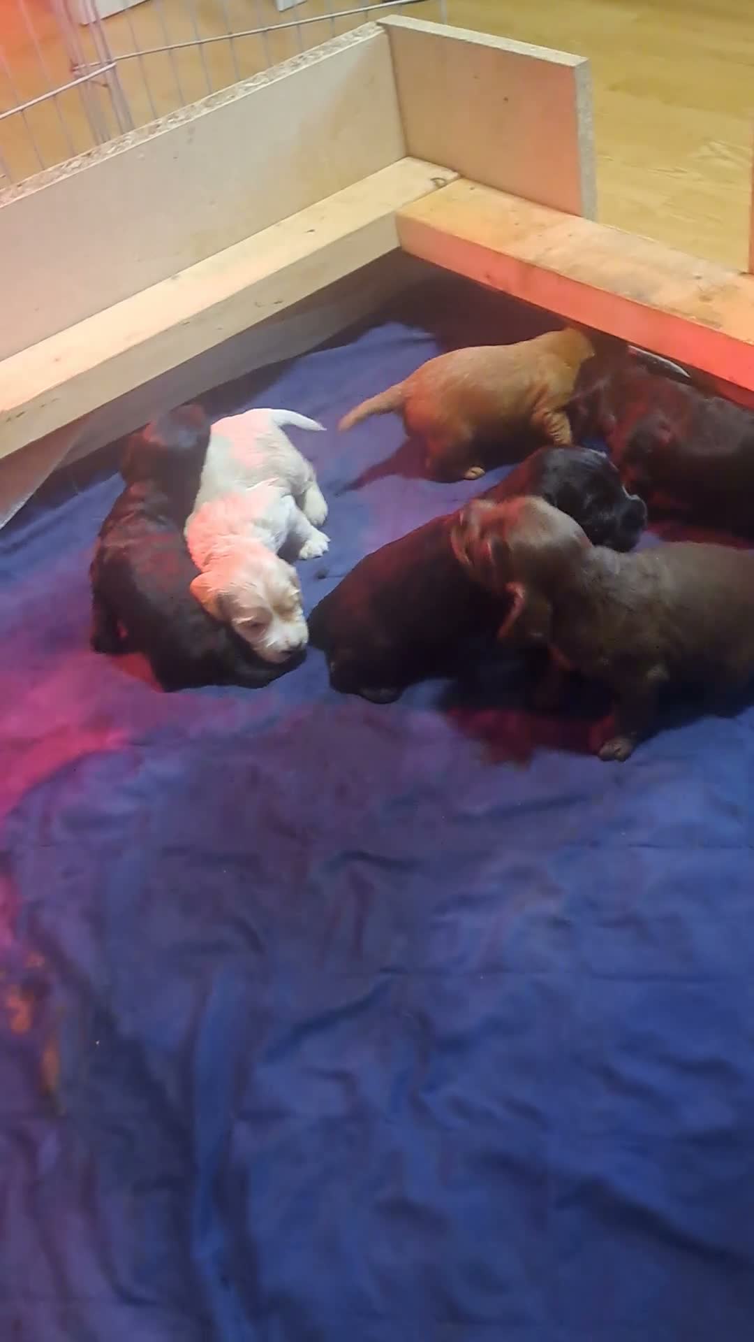 Cockapoo dogs for sale: Beautiful cockapoo puppies  - Video 4