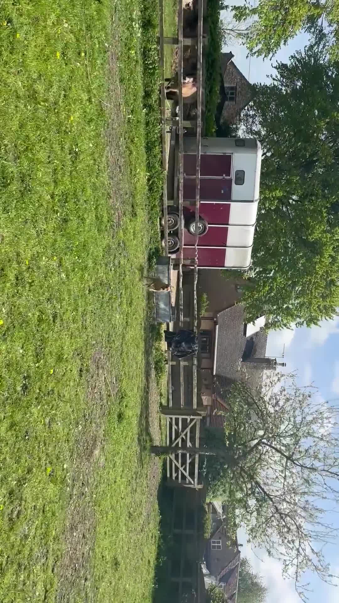 Labrador Retriever dogs for sale: Plump little Red Labrador Puppies! - Video 1