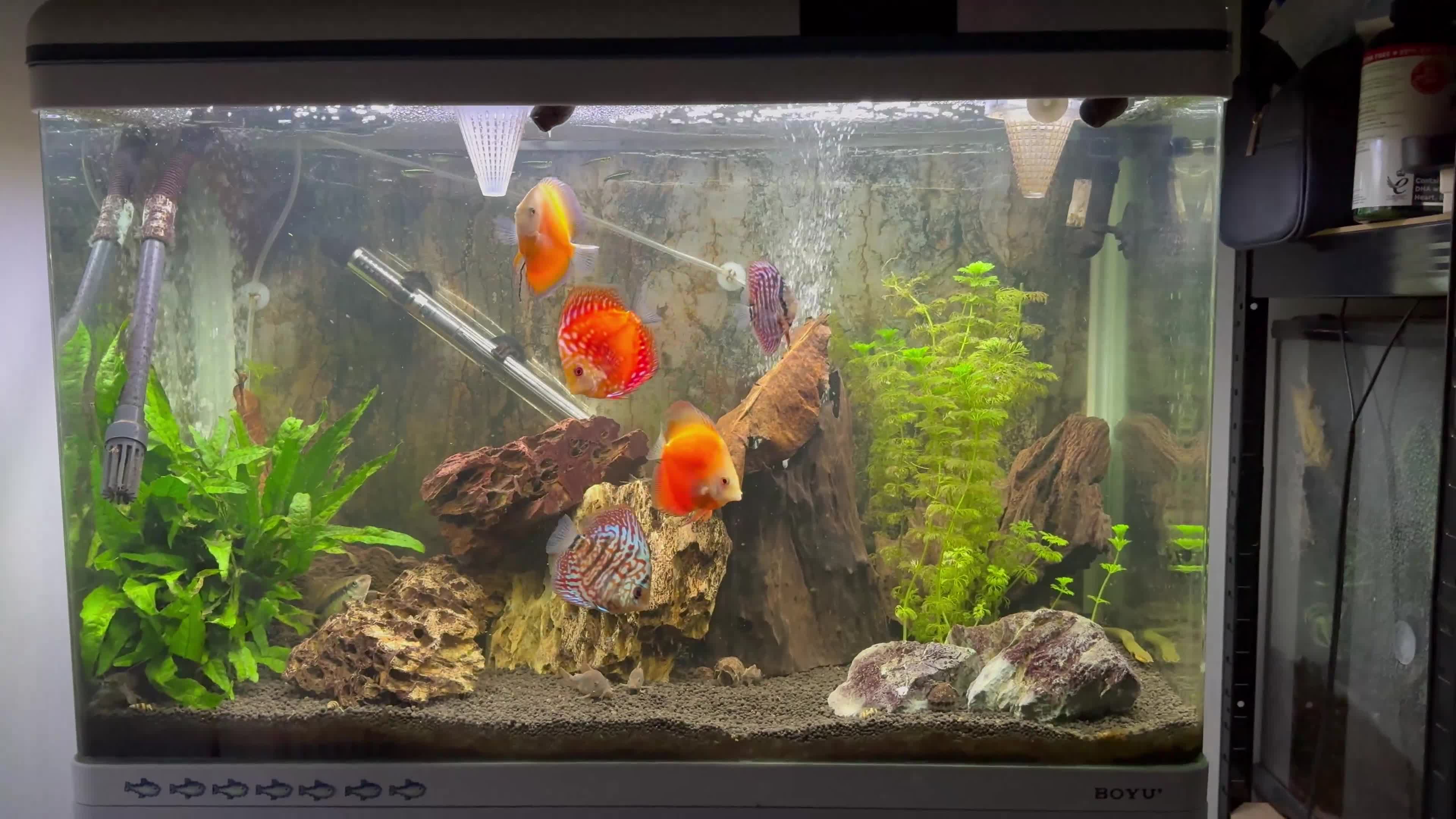 Discus fish for sale: Selling Discus £60 each or all 5 for £200 - Video 1