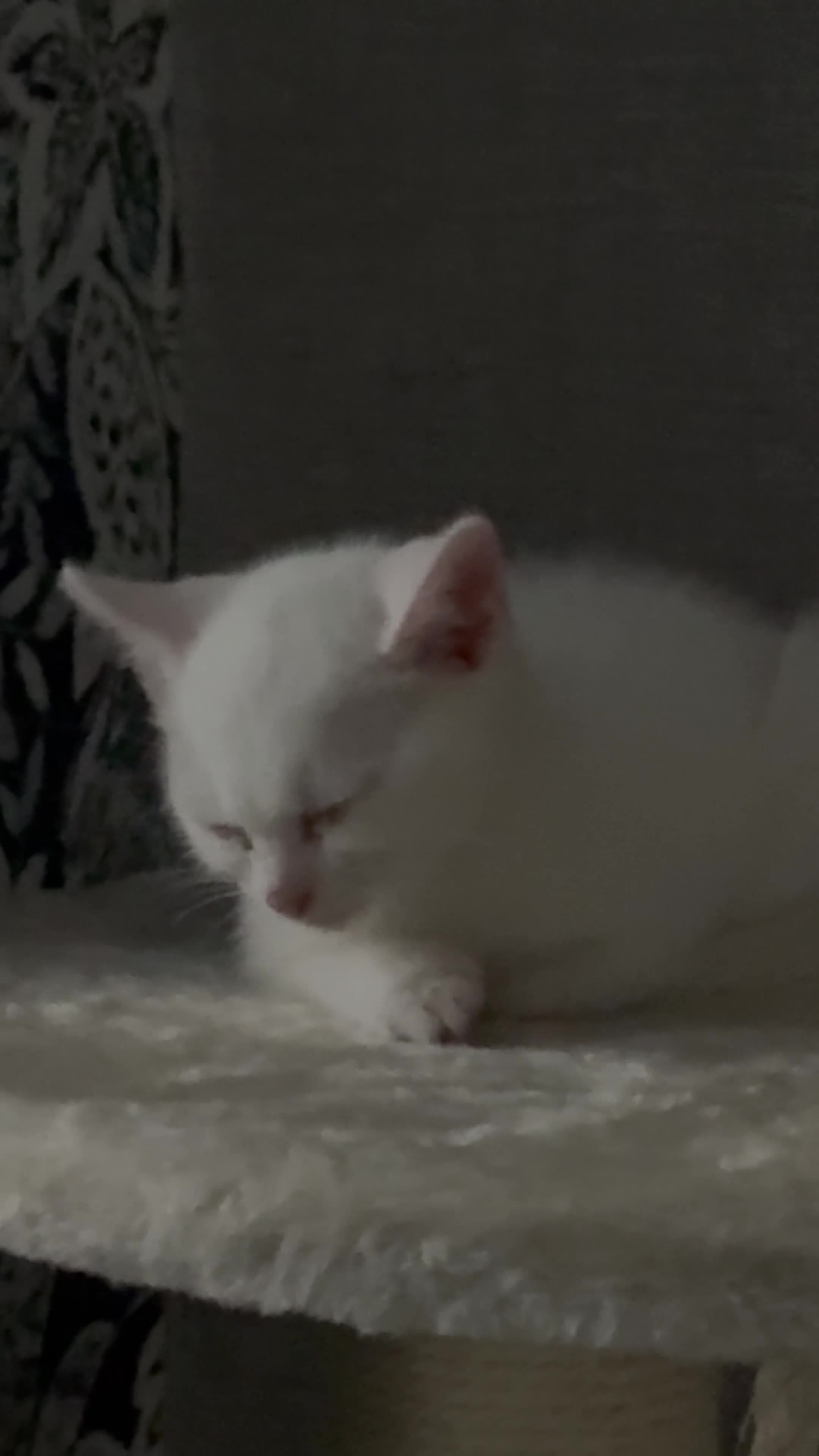 Turkish Angora cats for sale: Princess Bella in Burton-on-Trent - Video 1