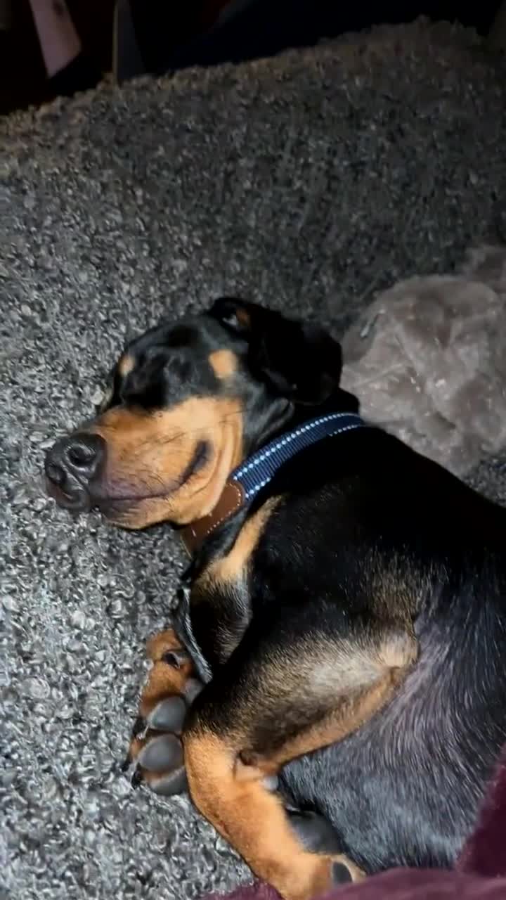 Dachshund dogs for sale: Ollie  - Video 2